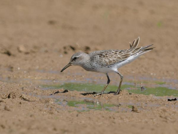 Bonapartes strandloper (Calidris fuscicollis)